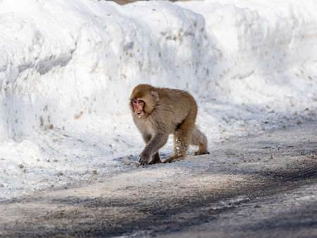 A Japanese macaque, Macaca fuscata, on the road in Shiga Kogen, a ski resort and nature preserve in Nagano Prefecture, Japan.の写真素材