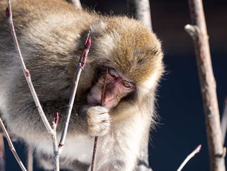 A Japanese macaque, Macaca fuscata, sitting in a tree in Shiga Kogen, a ski resort and nature preserve in Nagano Prefecture, Japan.の写真素材