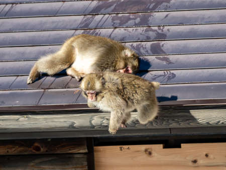 A pair of young Japanese macaques, Macaca fuscata, play fighting on the roof of a small building in Shiga Kogen, a ski resort and nature preserve in Nagano Prefecture, Japan.の写真素材