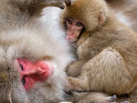 A mother and child Japanese macaque or snow monkey, Macaca fuscata, sits on the rocks beside the hot springs in Jigokudani Monkey Park, Nagano Prefecture, Japan.の写真素材