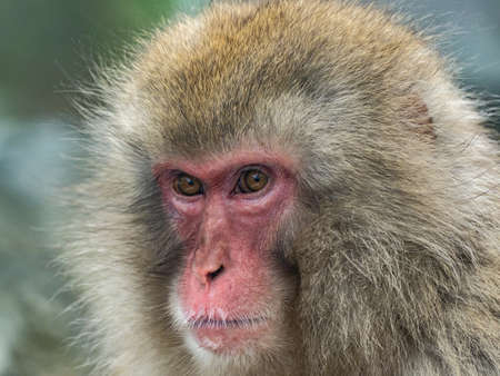 A Japanese macaque or snow monkey, Macaca fuscata, sits on the rocks beside the hot springs in Jigokudani Monkey Park, Nagano Prefecture, Japan.の写真素材