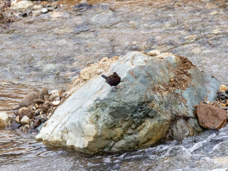 A brown dipper, Cinclus pallasii, perches on a large rock in the Yomase River in Yamanouchi, Nagano Prefecture, Japan.の写真素材