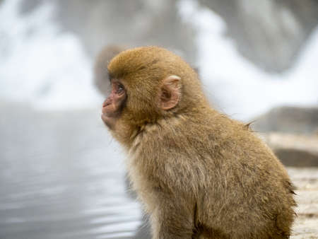 A Japanese macaque or snow monkey, Macaca fuscata, sits on the rocks beside the hot springs in Jigokudani Monkey Park, Nagano Prefecture, Japan.の写真素材