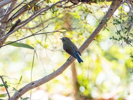 A female Red-flanked Bluetail, Tarsiger cyanurus, perches on a the branch of a small bush in a small park near Yokohama, Japan.の写真素材