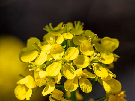 a cluster of bright yellow canola rapeseed flowers bloom on the grounds of an orchard near Yokohama, Japan.の写真素材