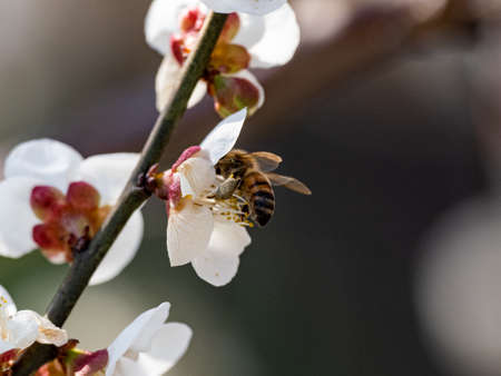 A honey bee flies around feeding from and pollinating ume plum blossoms in a plum orchard near...