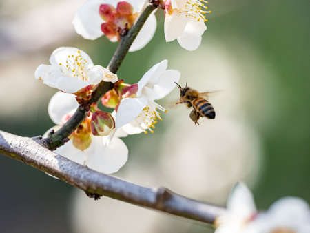 A honey bee flies around feeding from and pollinating ume plum blossoms in a plum orchard near Yokohama, Japan.の写真素材