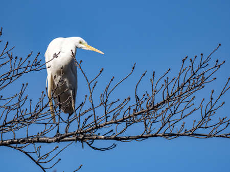 A great egret, Ardea alba, perched in a winter bare tree over a small pond in a park near Yokohama, Japan.の写真素材