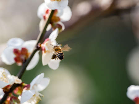 A honey bee flies around feeding from and pollinating ume plum blossoms in a plum orchard near Yokohama, Japan.の写真素材