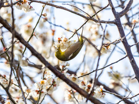 A Japanese white-eye, also called a warbling white-eye or mountain white-eye, Zosterops japonicus, perches among the the plum blossoms of early spring in a park near Yokohama, Japan.の写真素材