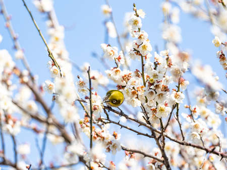 A Japanese white-eye, also called a warbling white-eye or mountain white-eye, Zosterops japonicus, perches among the the plum blossoms of early spring in a park near Yokohama, Japan.の写真素材