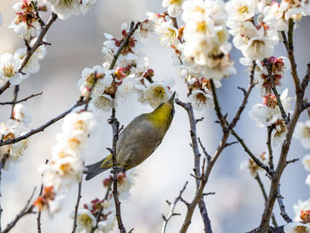 A Japanese white-eye, also called a warbling white-eye or mountain white-eye, Zosterops japonicus, perches among the the plum blossoms of early spring in a park near Yokohama, Japan.の写真素材