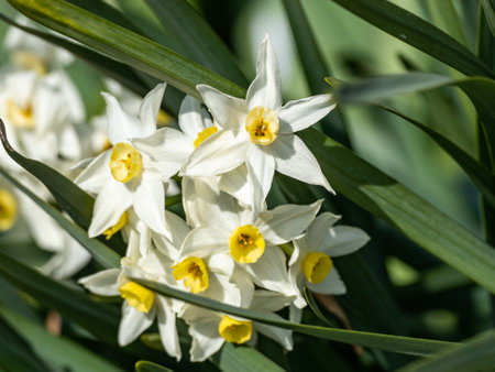 A cluster of Japanese Narcissus daffodils bloom along a walking path in Yokohama, Japan.の写真素材