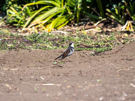 A Japanese dusky thrush, Turdus eunomus, stands in an empty field on a farm near Yokohama, Japan.の写真素材