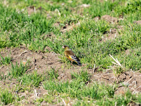 An oriental greenfinch, Chloris sinica, or grey-capped greenfinch, stands in an empty grass covered rice field in winter near Yokohama, Japan.の写真素材