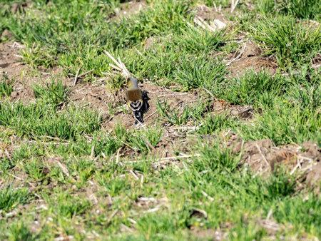 An oriental greenfinch, Chloris sinica, or grey-capped greenfinch, stands in an empty grass covered rice field in winter near Yokohama, Japan.の写真素材