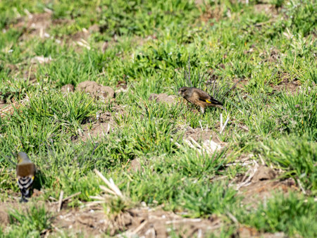 An oriental greenfinch, Chloris sinica, or grey-capped greenfinch, stands in an empty grass covered rice field in winter near Yokohama, Japan.の写真素材
