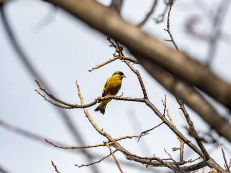 An oriental greenfinch, Chloris sinica, or grey-capped greenfinch, perched in a bare tree near a...