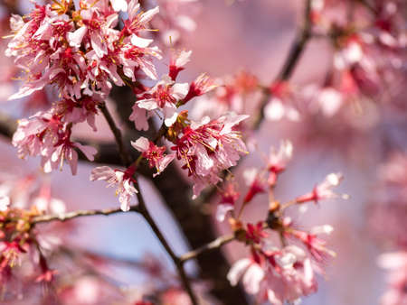 Japanese plum blossoms or similar fruit tree blossoms bloom along a path in Yokohama, Japan.の写真素材