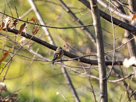 An oriental greenfinch, Chloris sinica, or grey-capped greenfinch, perched in a bare tree near a farm in winter near Yokohama, Japan.の写真素材