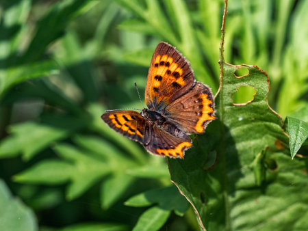 Japanese Copper butterfly, Lycaena phlaeas daimio, resting on bush leaves along a walking path in Yokohama, Japan.の写真素材