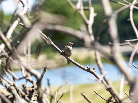 A small, cute house Sparrow, passer domesticus, perches on the branch of dead, cut trees in a park...