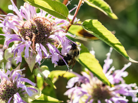 A common eastern bumble bee, bombus impatiens, drinks nectar from wild bergamot flowers in a park in Western Wisconsin.の写真素材