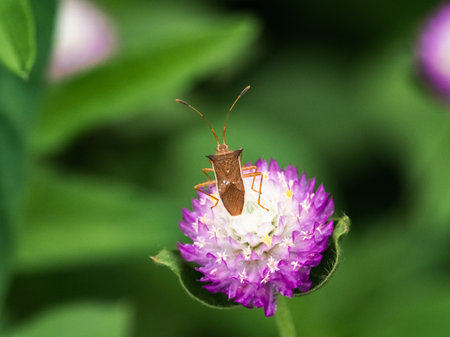 Common Straight Swift butterfly, Parnara guttata, drinks nectar from a bright yellow flower in...