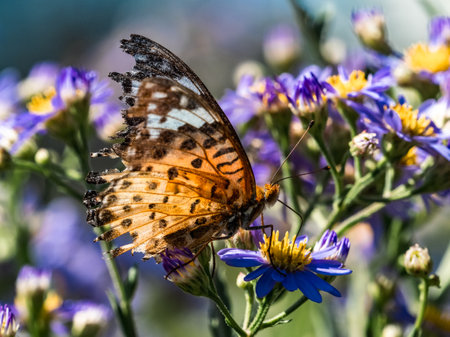 A tropical fritillary butterfly, Argynnis hyperbius, drinks nectar from aster flowers in a small park in Yokohama, Japan.の写真素材