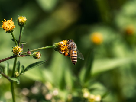 A honeybee drinks nectar and collects pollen from a small yellow flower on a Japanese rice farm near...