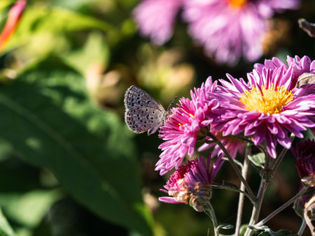 A Pale Grass Blue butterfly, Pseudozizeeria maha, feeding from a cluster of beautiful pink and purple wild aster flowers in bloom along a roadside in Yokohama, Japanの写真素材