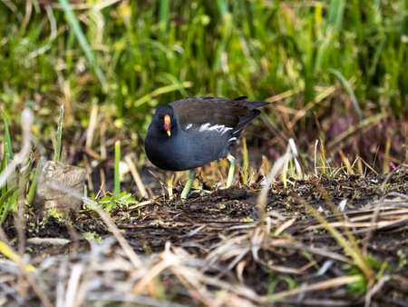 A common moorhen, gallinula chloropus, walks and picks through the grasses of marshland near Yokohama, Japan.の写真素材