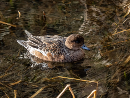 A group of Eurasian wigeons, mareca penelope, float across a small duck pond in early morning in a park near Yokohama Japan.の写真素材