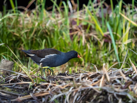 A common moorhen, gallinula chloropus, walks and picks through the grasses of marshland near Yokohama, Japan.の写真素材