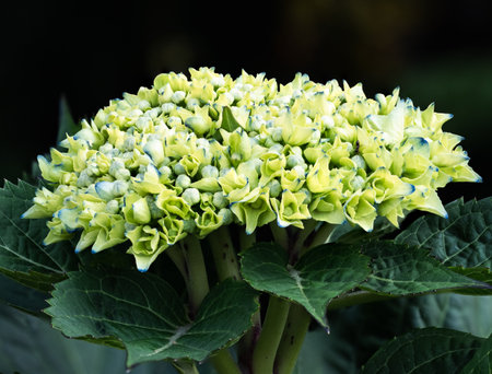 Hydrangea buds starting to bloom in a temple garden in Yokohama, Japan.