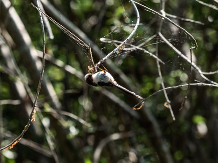A Japanese long-tailed bushtit, Aegithalos caudatus, perched in overgrown bushes next to a pond in Izumi Forest Park, Yamato, Japan.の写真素材
