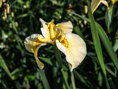 A yellow Iris flower in bloom in a wetland garden in Izumi Forest Park, Yamato, Japan.