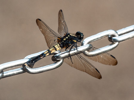 A female Greater Blue Skimmer dragonfly, Orthetrum melania, rests on a marker chain along a walking path in a Japanese forest.の写真素材