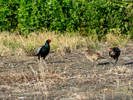 A family of Japanese green pheasants, Phasianus versicolor, search along an empty Japanese field while looking for food.の写真素材
