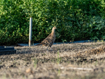 A family of Japanese green pheasants, Phasianus versicolor, search along an empty Japanese field while looking for food.の写真素材