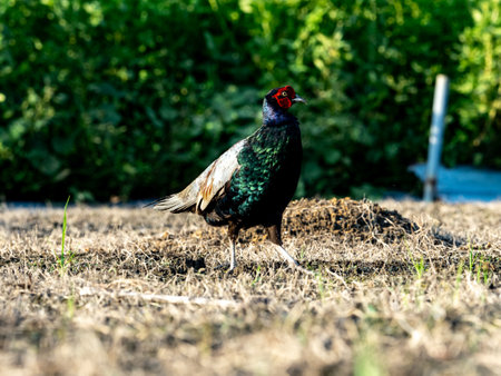 A family of Japanese green pheasants, Phasianus versicolor, search along an empty Japanese field while looking for food.の写真素材