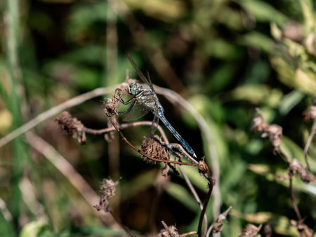 A male white-tailed Skimmer dragonfly, Orthetrum albistylum, rests on some dead weeds near a Japanese farm in Fujisawa, Japan.の写真素材