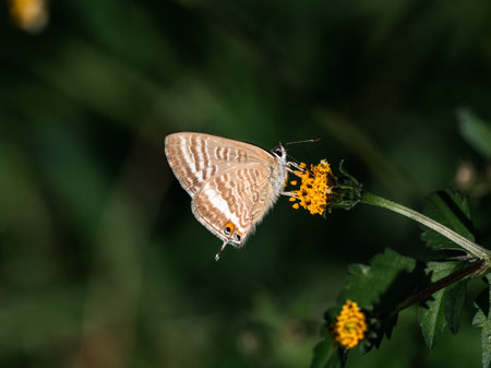 A small Pea Blue butterfly. Lampides boeticus, rests on a yellow flower on a rice farm near Yokohama, Japan.の写真素材