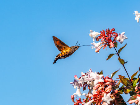 A Maile Pilau Hornworm or Black-based Hummingbird Hawkmoth, of the Macroglossum family, hovers while feeding from small white flowers in a park near Yokohama, Japan.の写真素材
