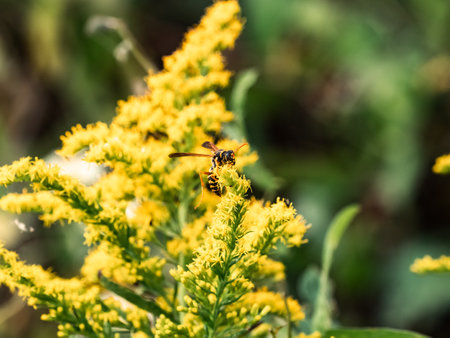 An Asian paper wasp, Polistes chinensis, collects pollen and nectar from wild yellow flowers near a...