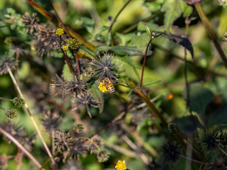 A small honeybee collects pollen and nectar from small yellow flowers in a countryside park outside...