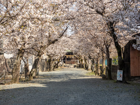 White cherry blossoms bloom along the approach to a small shrine in the Chikugo south of Fukuoka, Japan.の写真素材