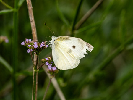 An elegant small white butterfly, Pieris rapae, rests on small wildflowers near a farm in the southern part of Fukuoka Prefecture, Japan.の写真素材