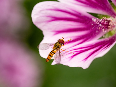 Small marmalade hover flies, episyrphus balteatus, rest on the large petals of a fancy mallow flower on a farm in the southern part of Fukuoka Prefecture, Japan.の写真素材