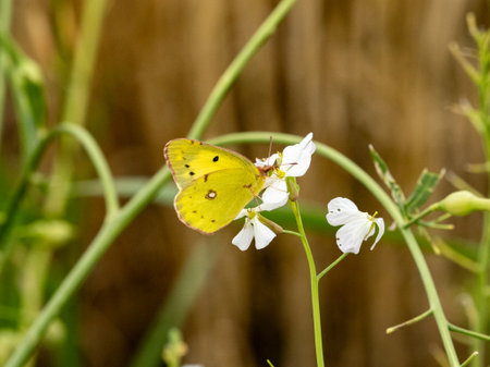 A small clouded yellow butterfly, Colias poliographus, rests while feeding on wild radish flowers along a canal in southern Fukuoka Prefecture, Japan.の写真素材